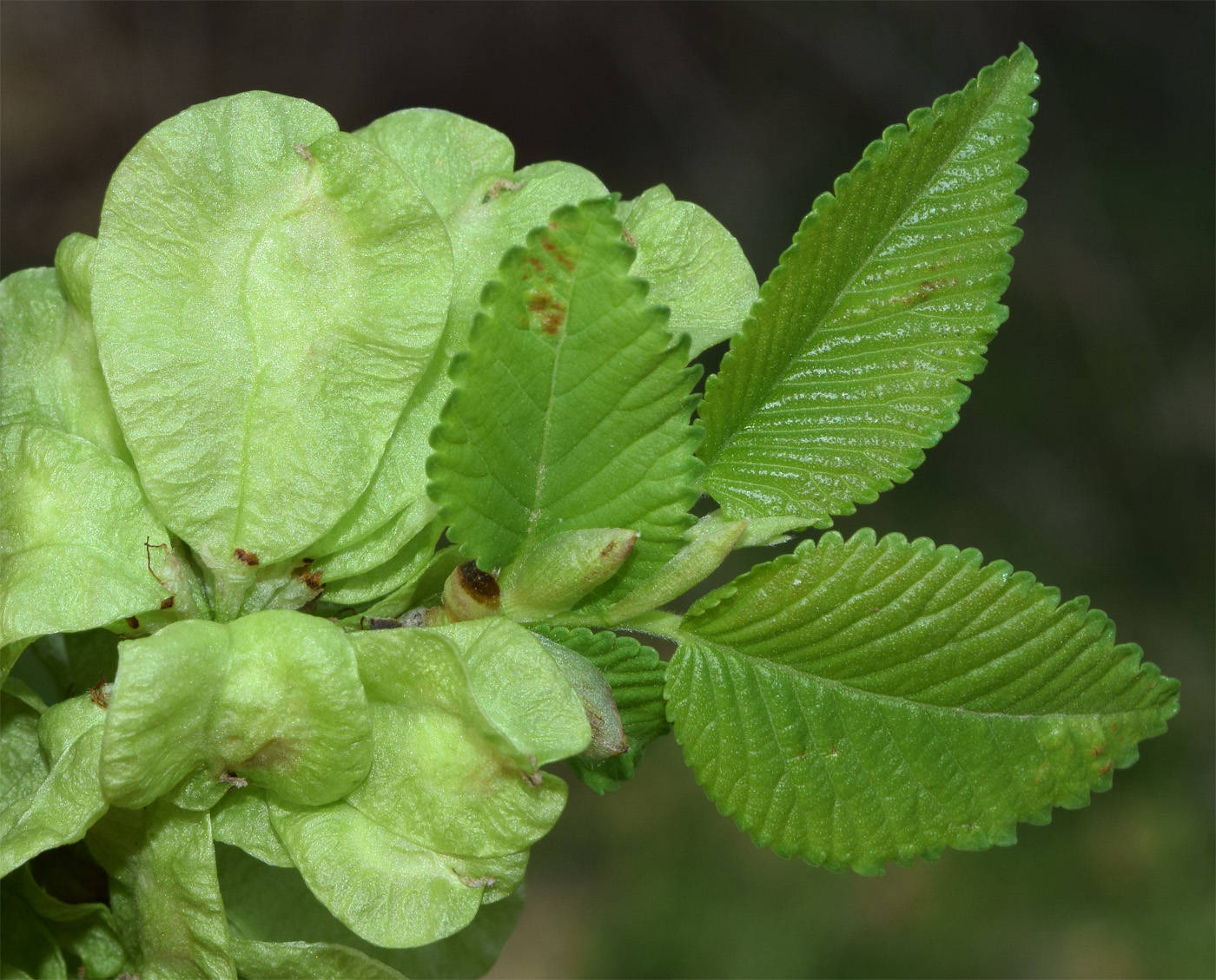 Изображение особи Ulmus minor.