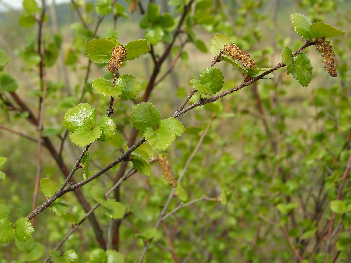 Изображение особи Betula divaricata.