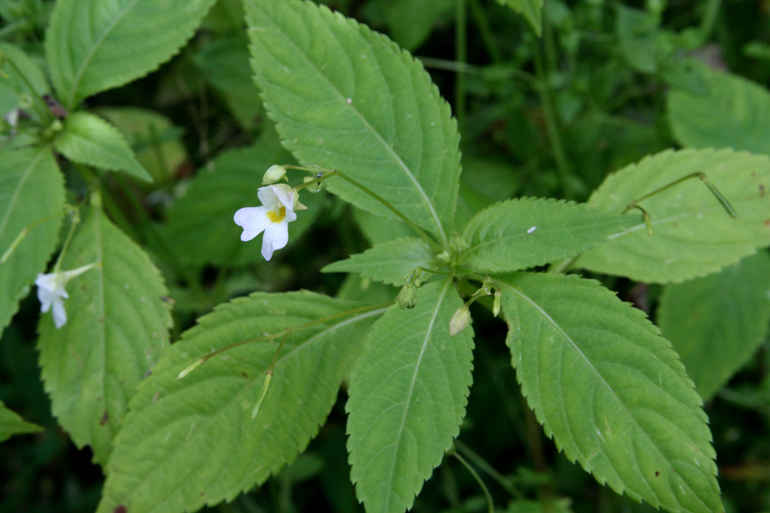 Изображение особи Impatiens parviflora.