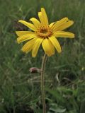 Arnica montana. Верхушка цветущего растения. Нидерланды, провинция Drenthe, национальный парк Drentsche Aa, молиниевый луг. 14 июня 2008 г.