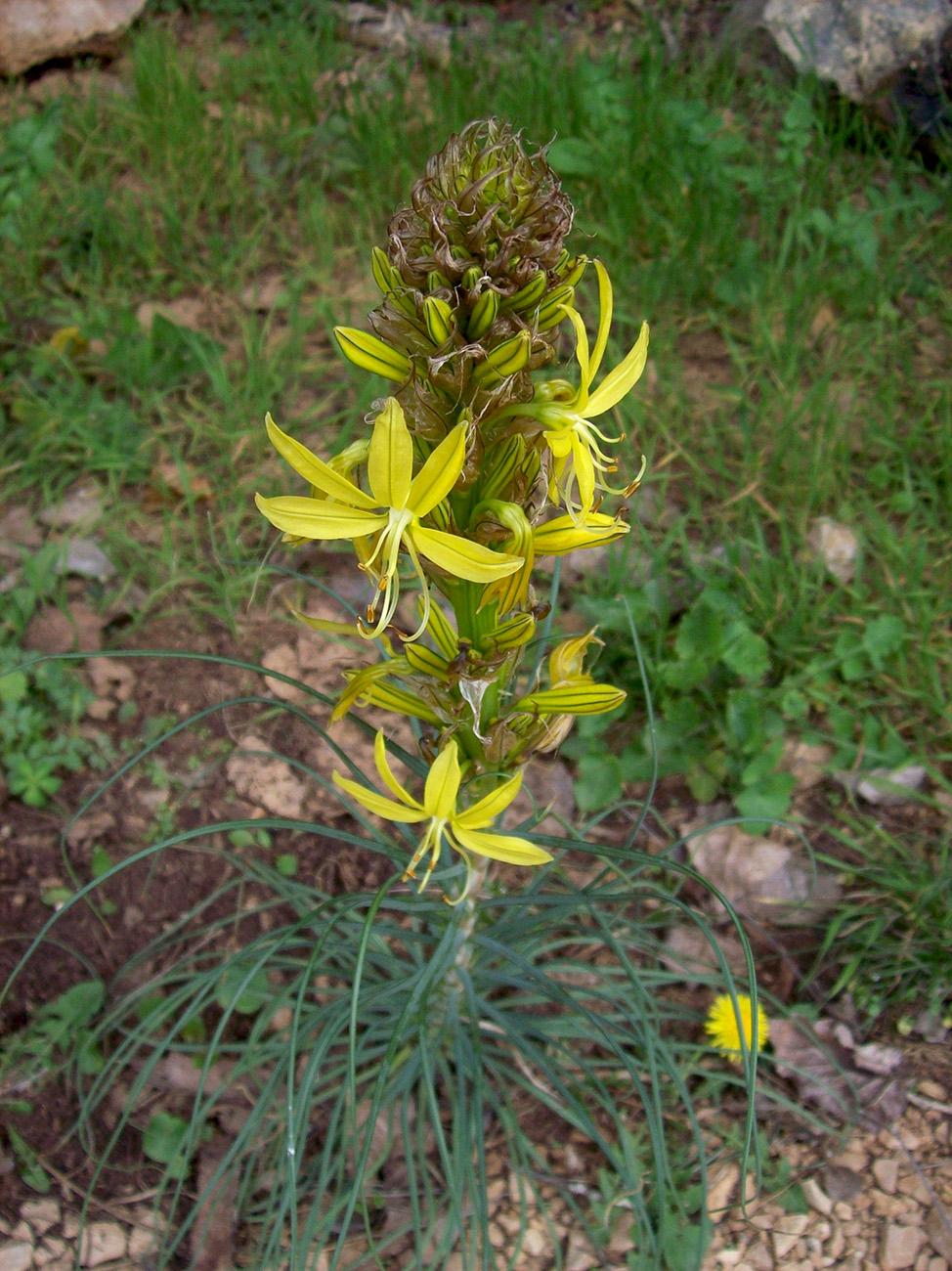 Image of Asphodeline lutea specimen.