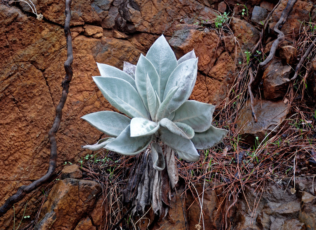 Image of Inula heterolepis specimen.