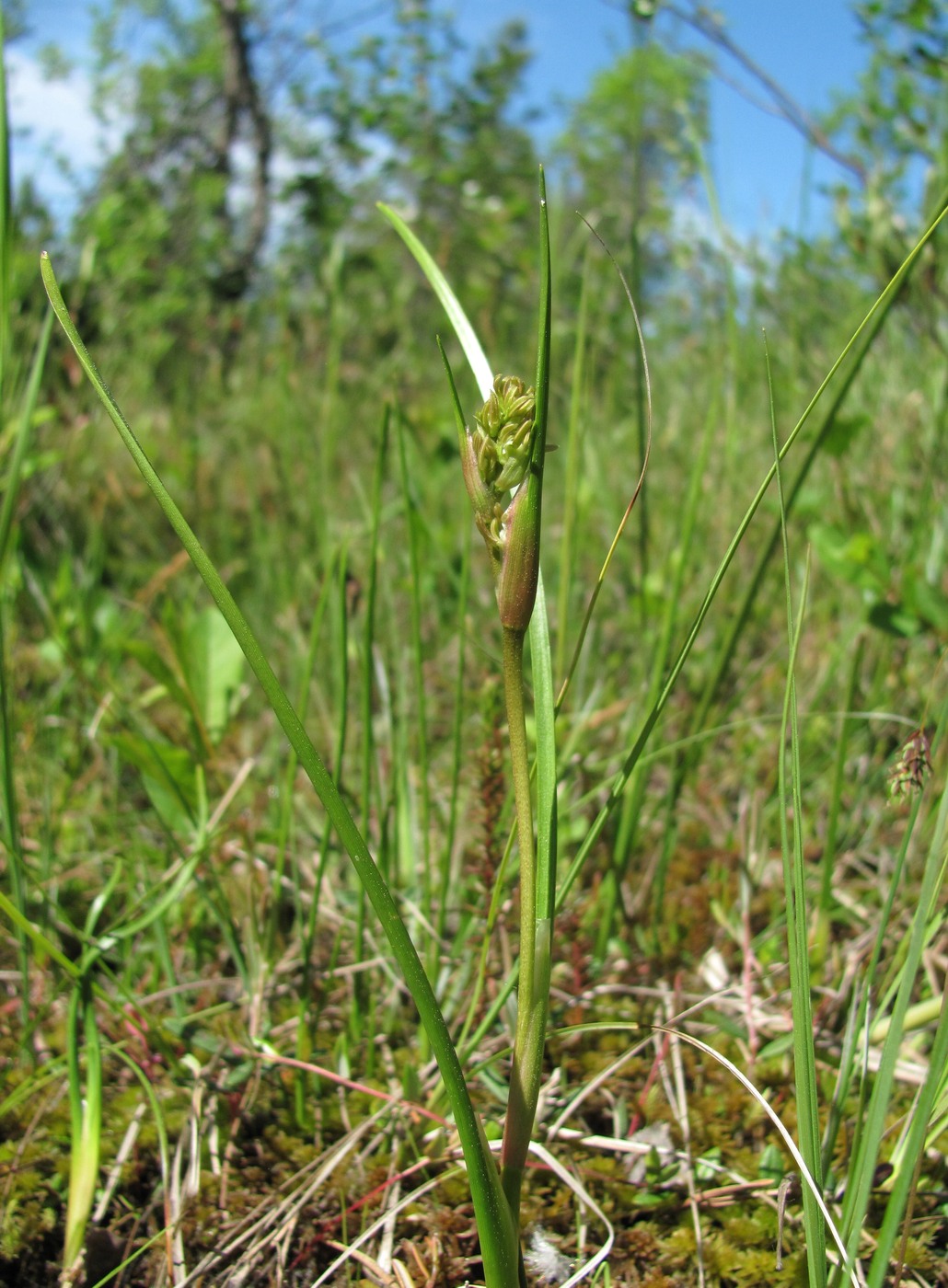 Image of Scheuchzeria palustris specimen.