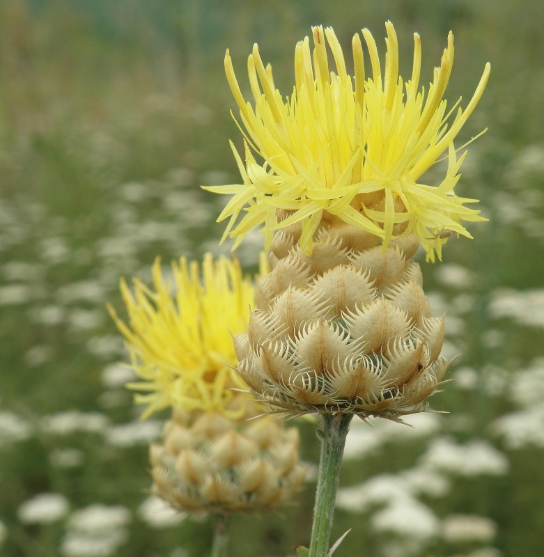 Image of Centaurea orientalis specimen.