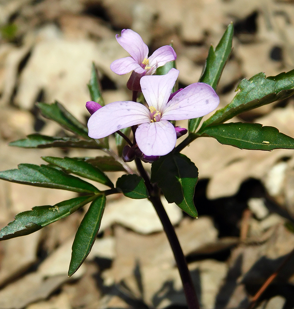 Изображение особи Cardamine quinquefolia.