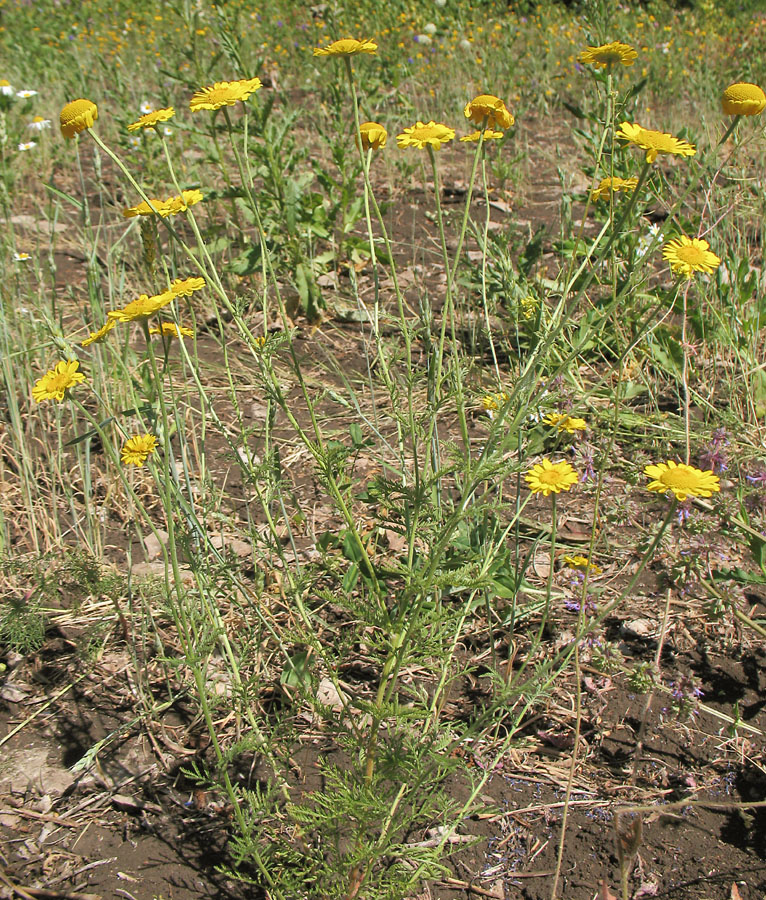 Image of Anthemis tinctoria specimen.