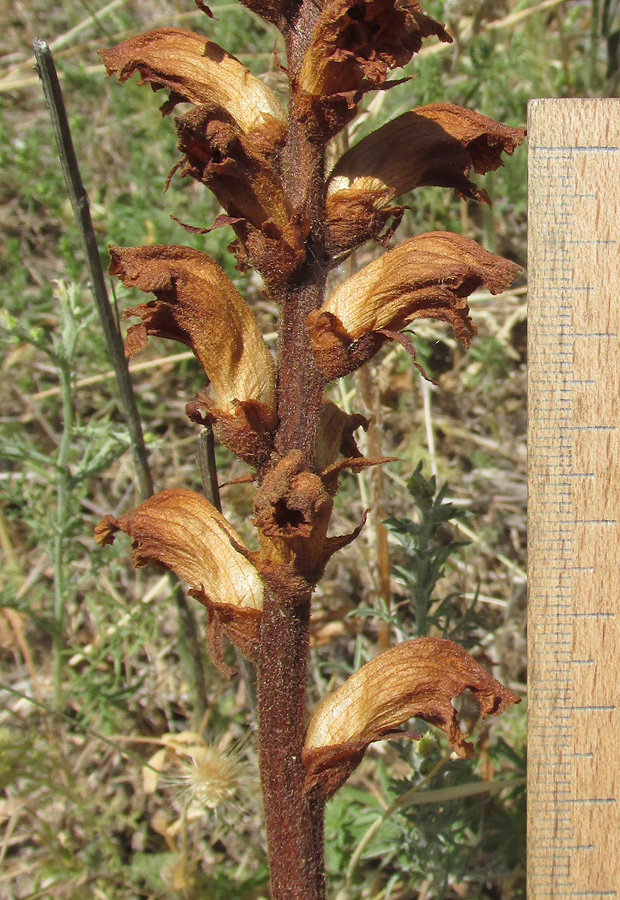 Image of Orobanche caryophyllacea specimen.