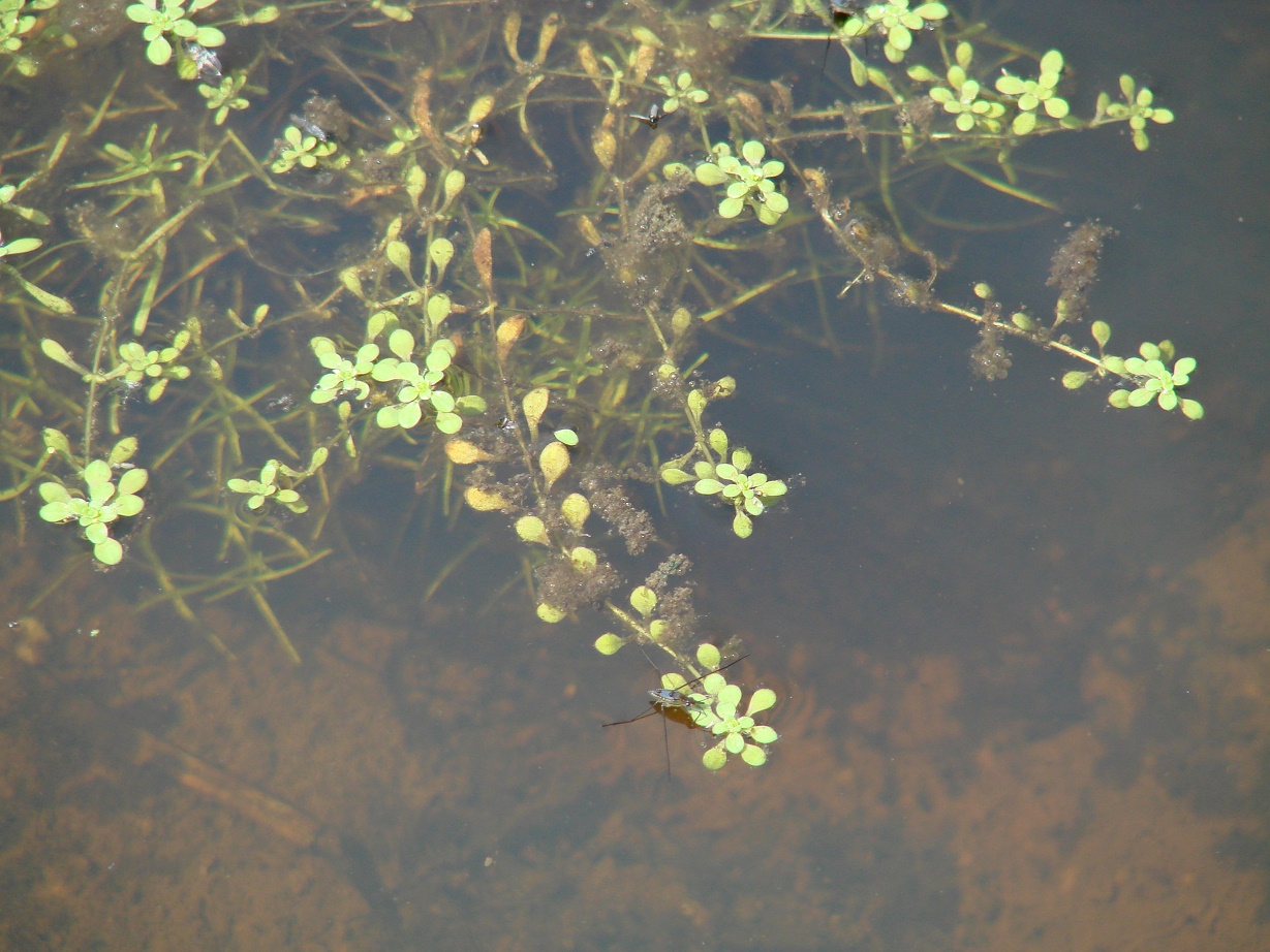 Image of Callitriche palustris specimen.