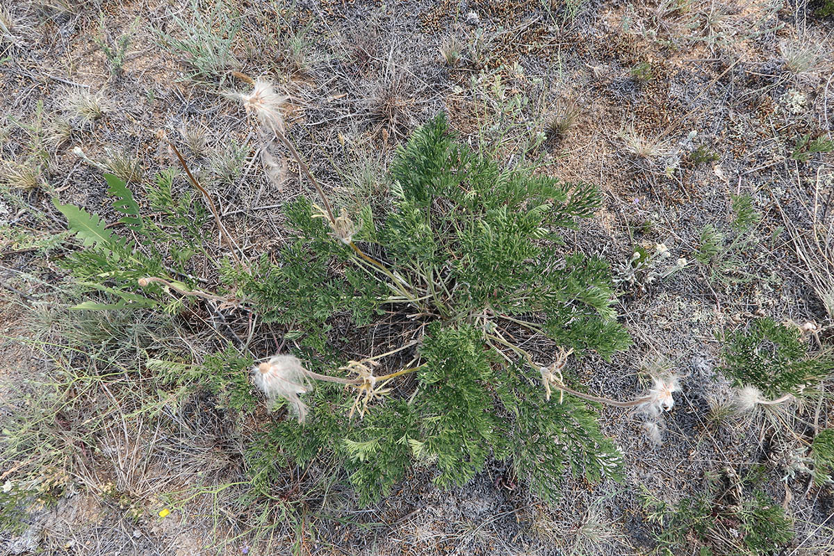 Image of Pulsatilla turczaninovii specimen.