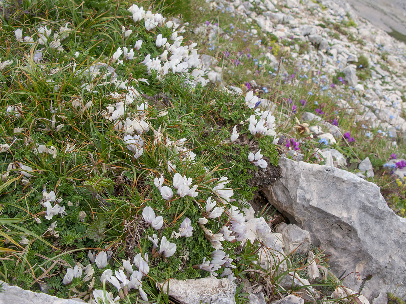 Image of Astragalus levieri specimen.