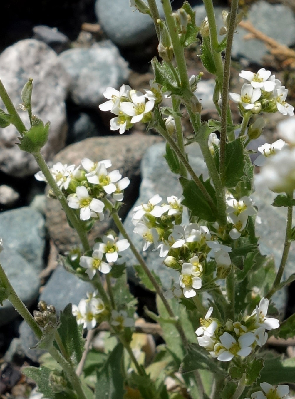 Изображение особи Draba subamplexicaulis.