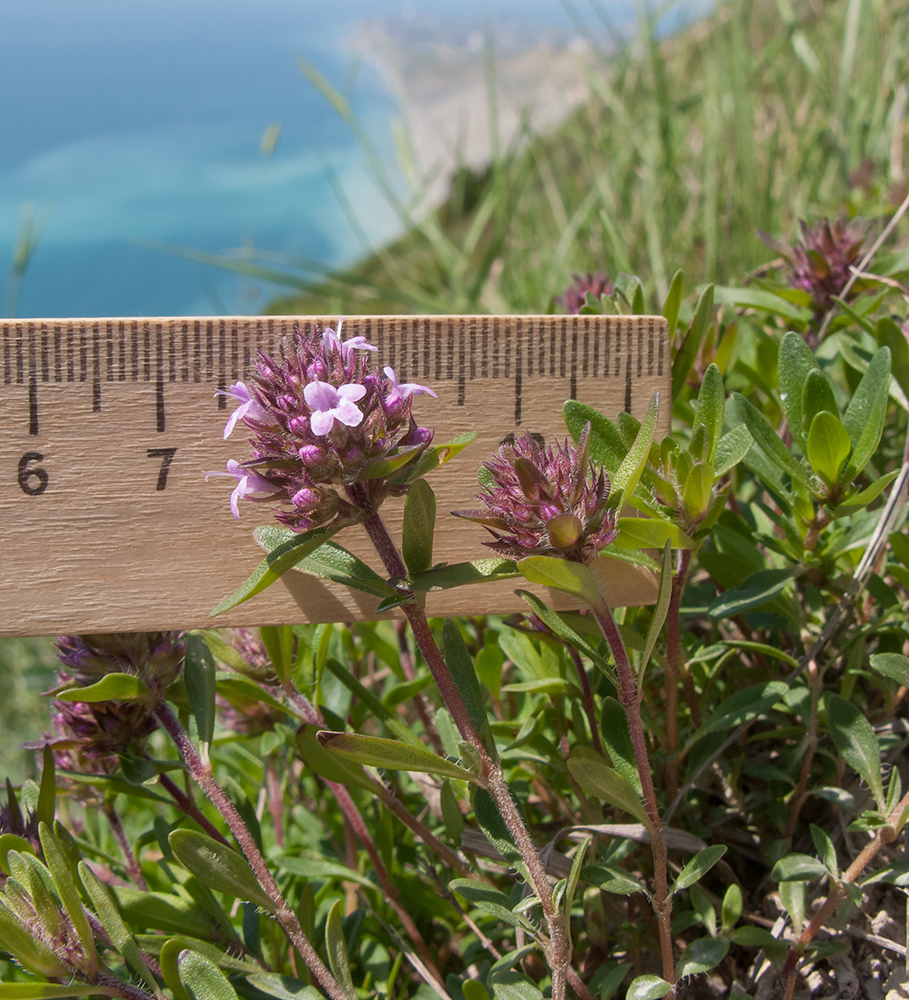 Изображение особи Thymus elenevskyi.