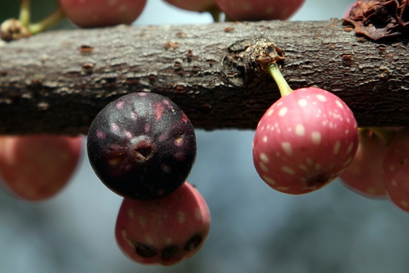 Image of Ficus virens specimen.