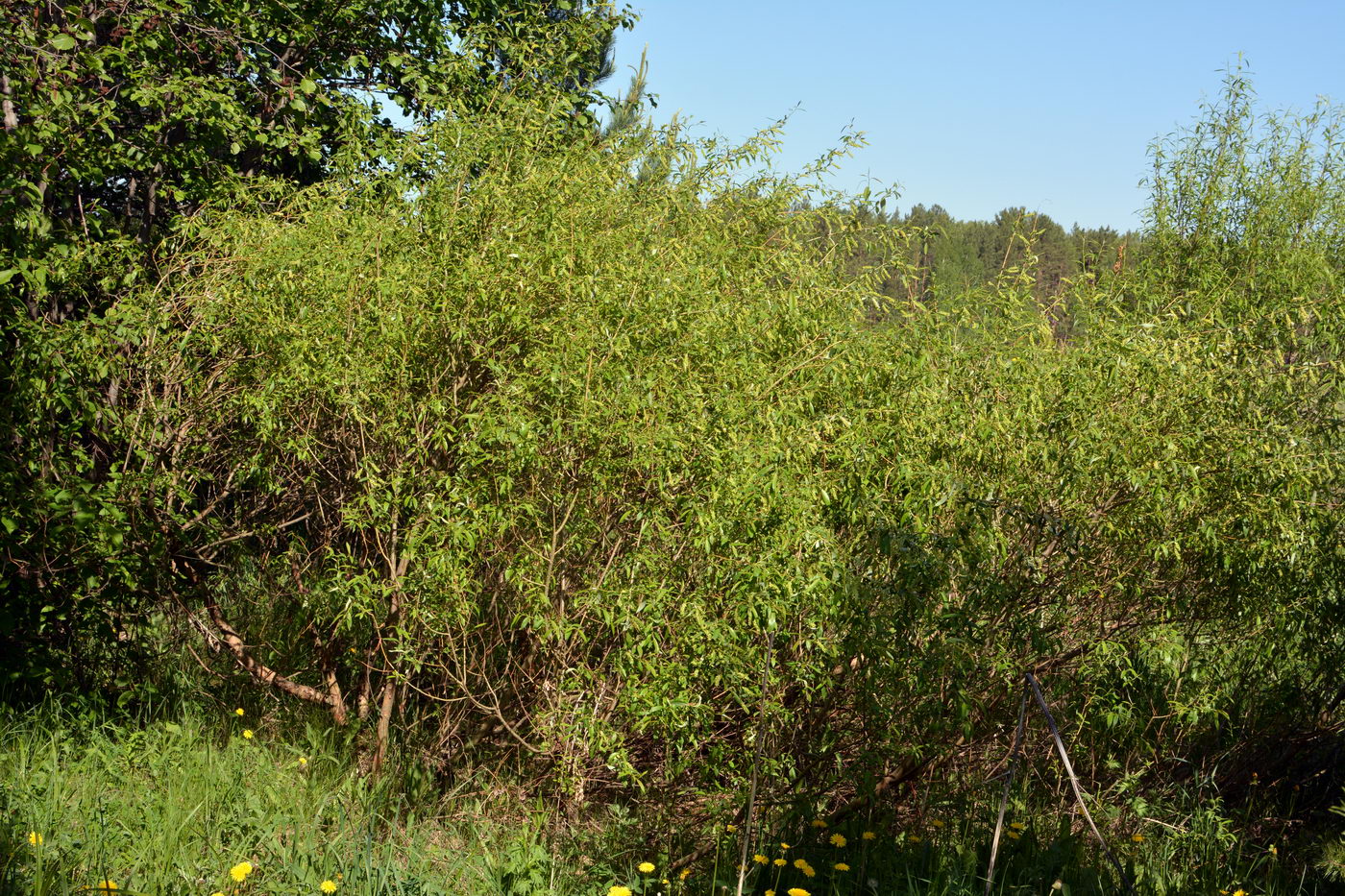 Изображение особи Salix triandra.