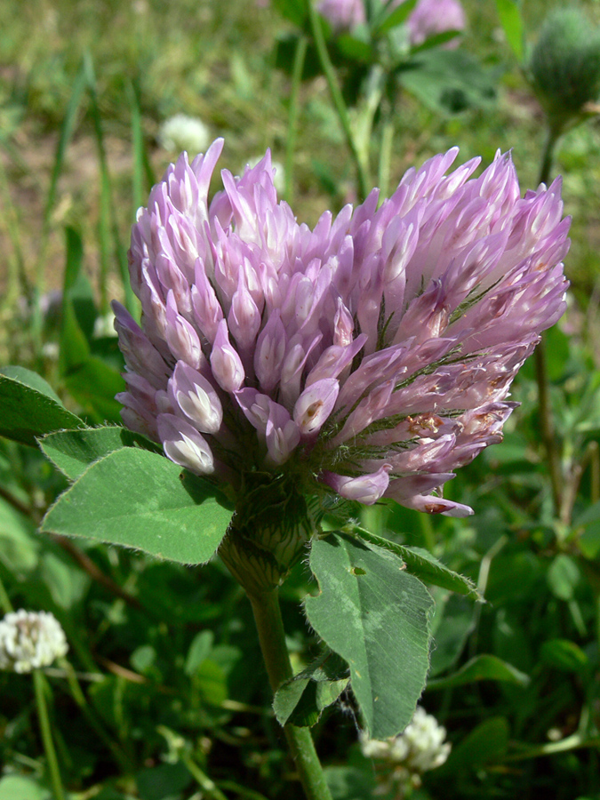 Image of Trifolium pratense specimen.