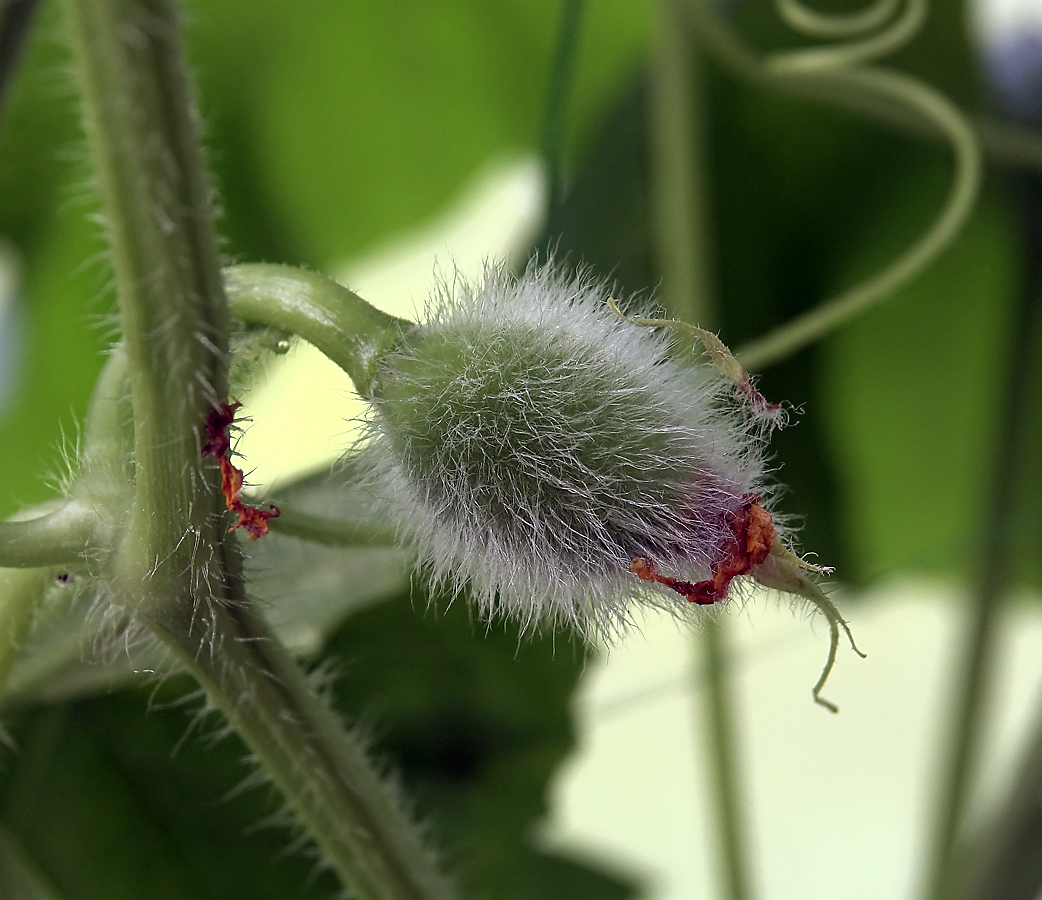 Image of Melo sativus specimen.