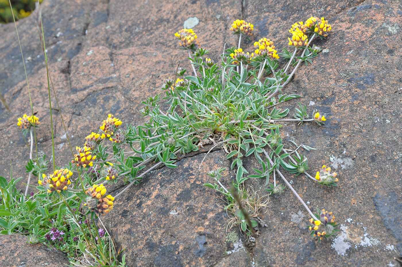 Изображение особи Anthyllis vulneraria.