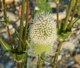 Dipsacus laciniatus