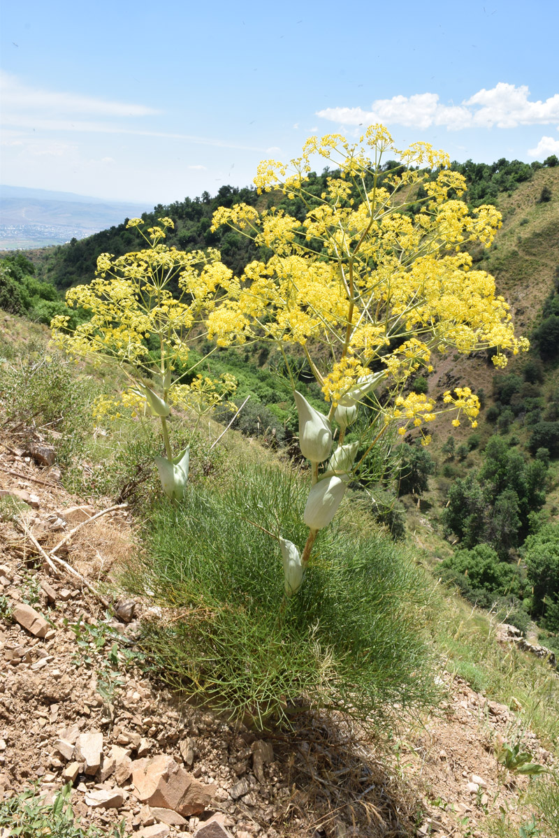 Image of Ferula ugamica specimen.