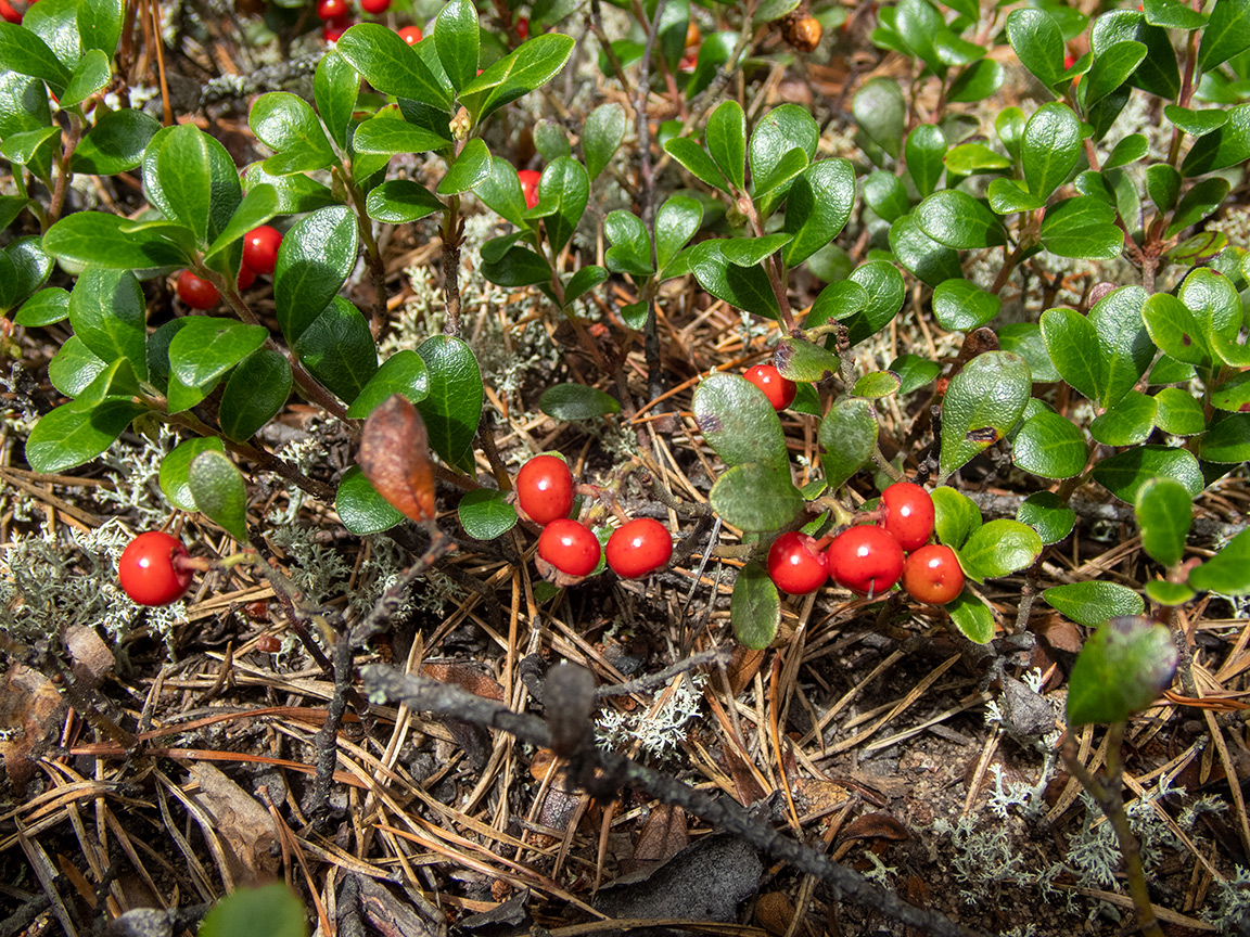 Image of Arctostaphylos uva-ursi specimen.