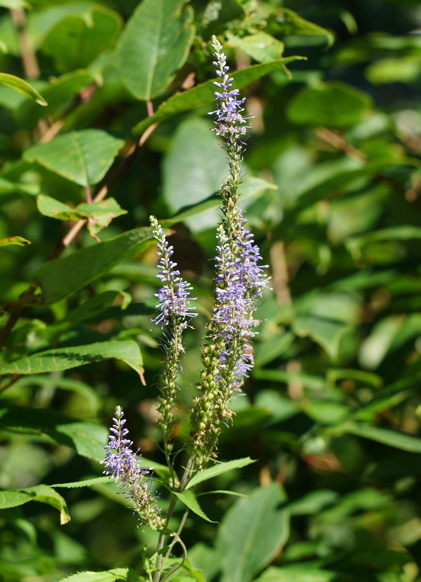 Image of Veronica longifolia specimen.