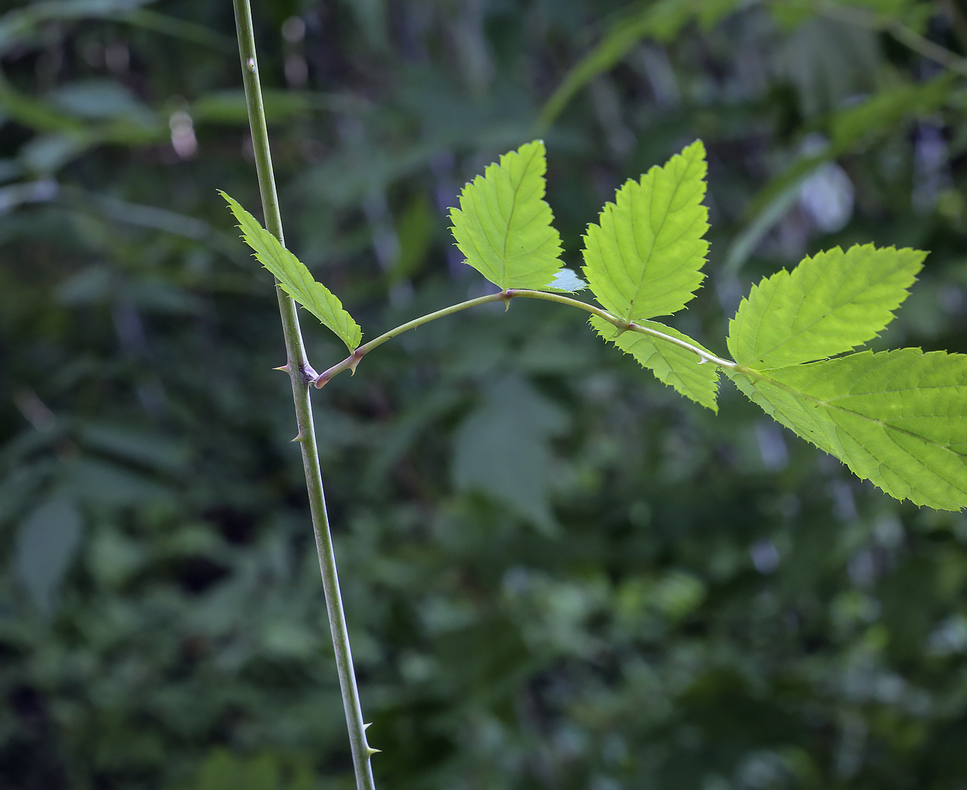 Image of Rubus cockburnianus specimen.