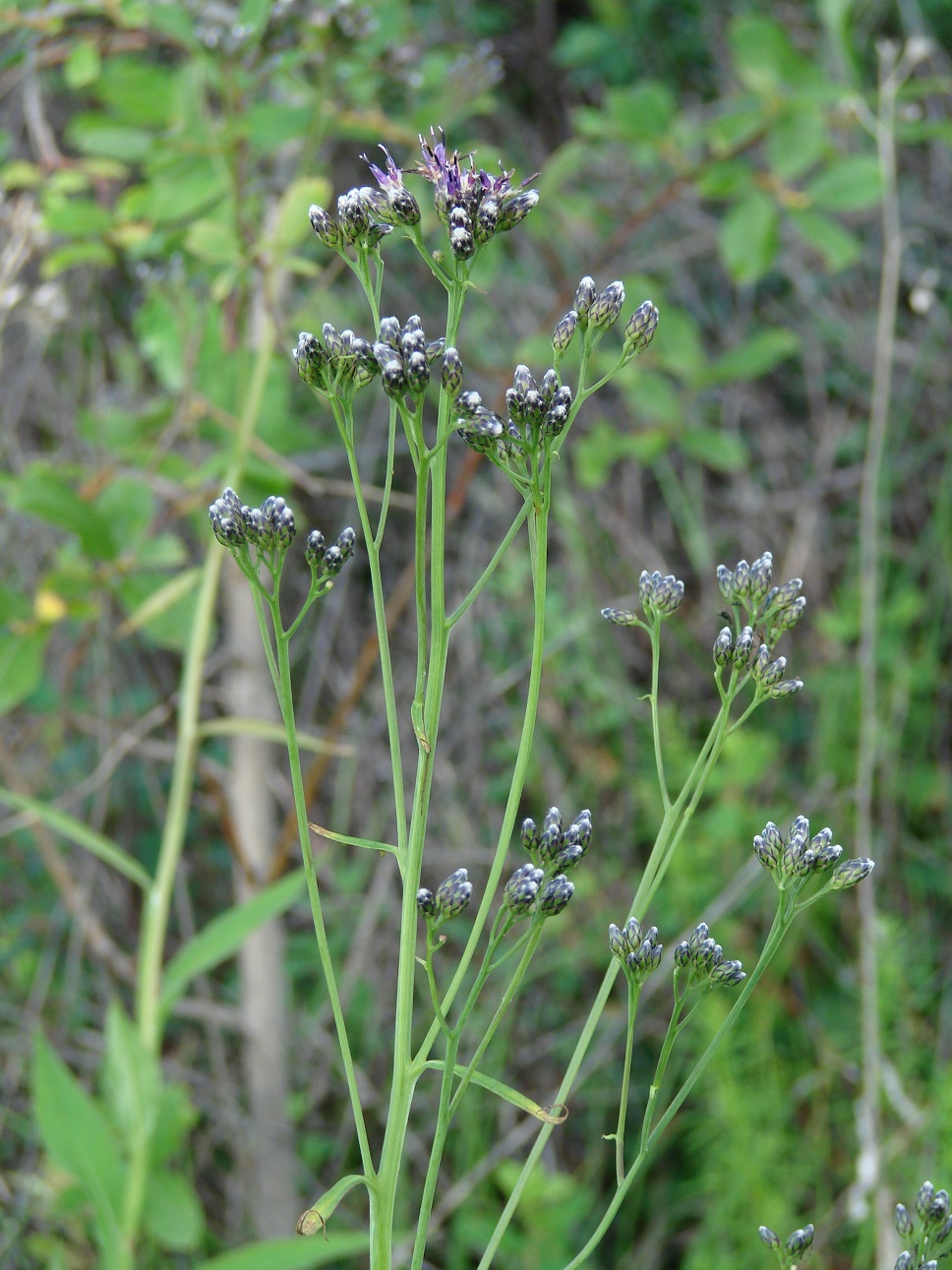 Изображение особи Saussurea parviflora.