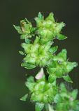 Penthorum chinense