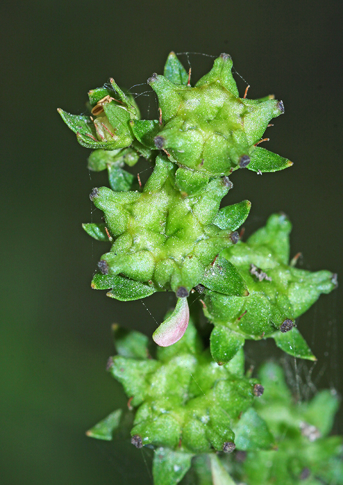 Image of Penthorum chinense specimen.