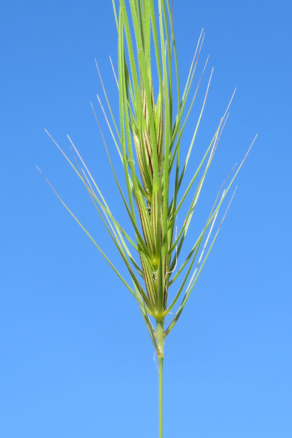 Image of Taeniatherum crinitum specimen.