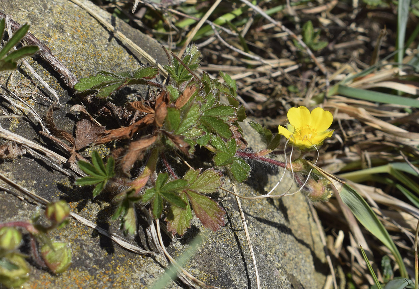 Изображение особи Potentilla verna.