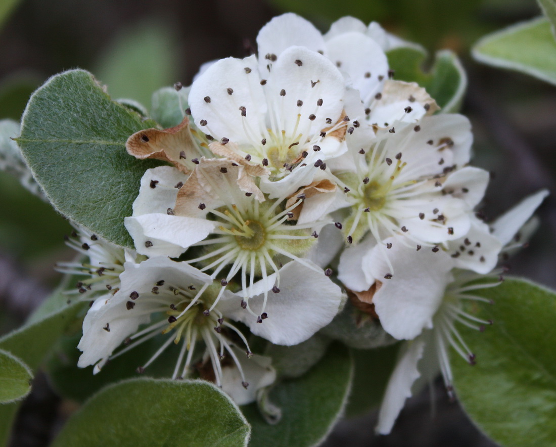 Изображение особи Pyrus elaeagrifolia.