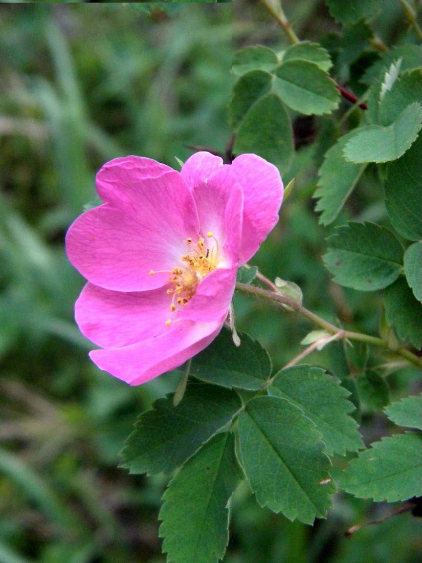 Image of Rosa acicularis specimen.