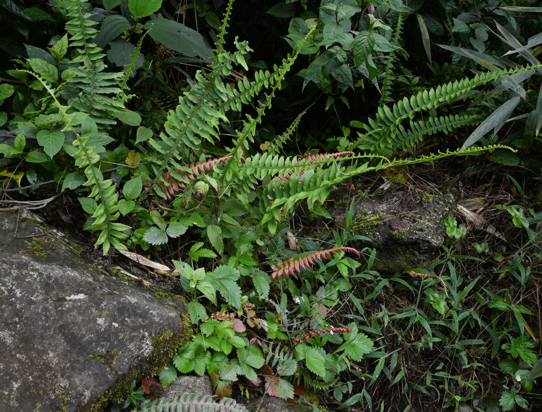 Изображение особи семейство Polypodiaceae.