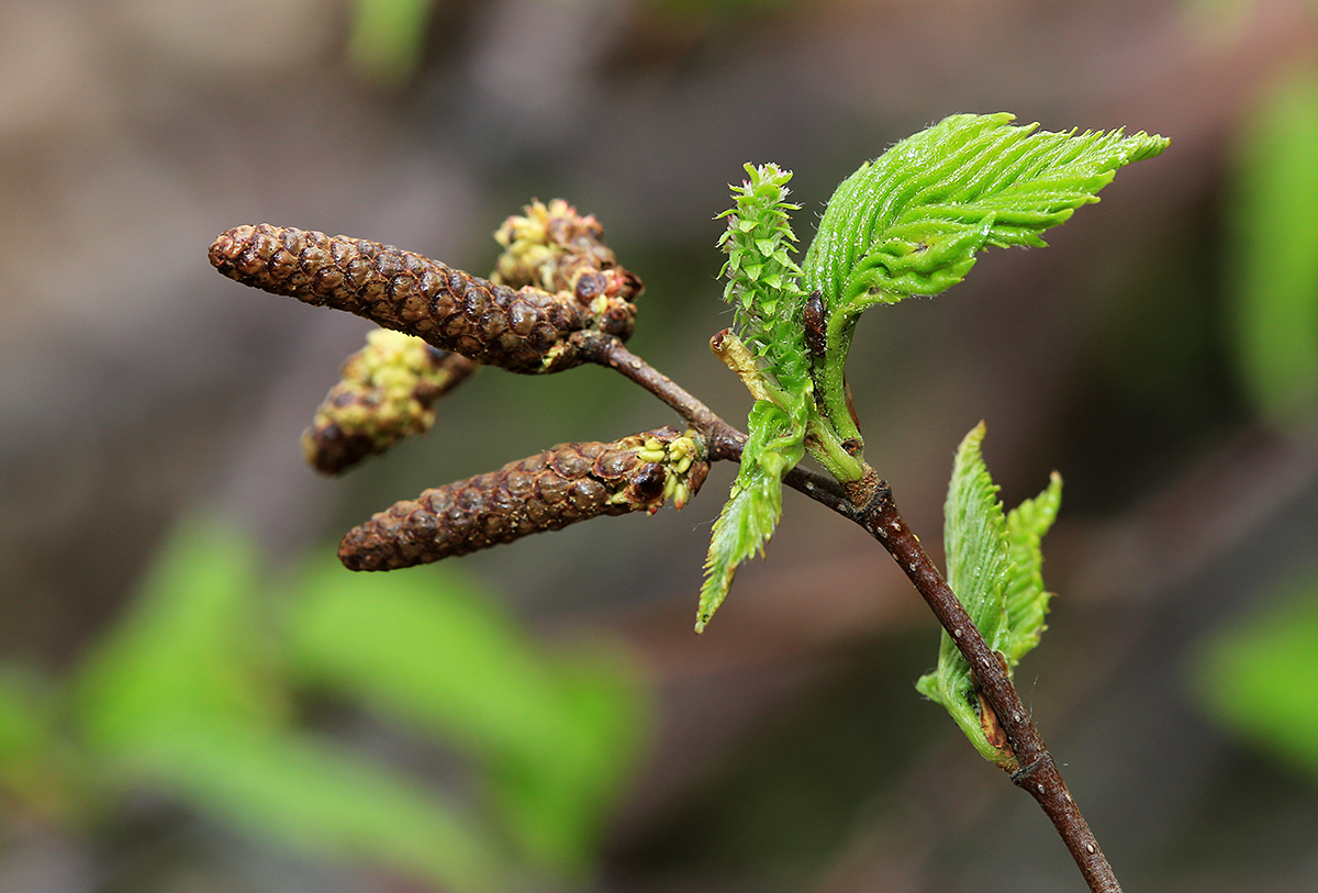 Image of Betula costata specimen.