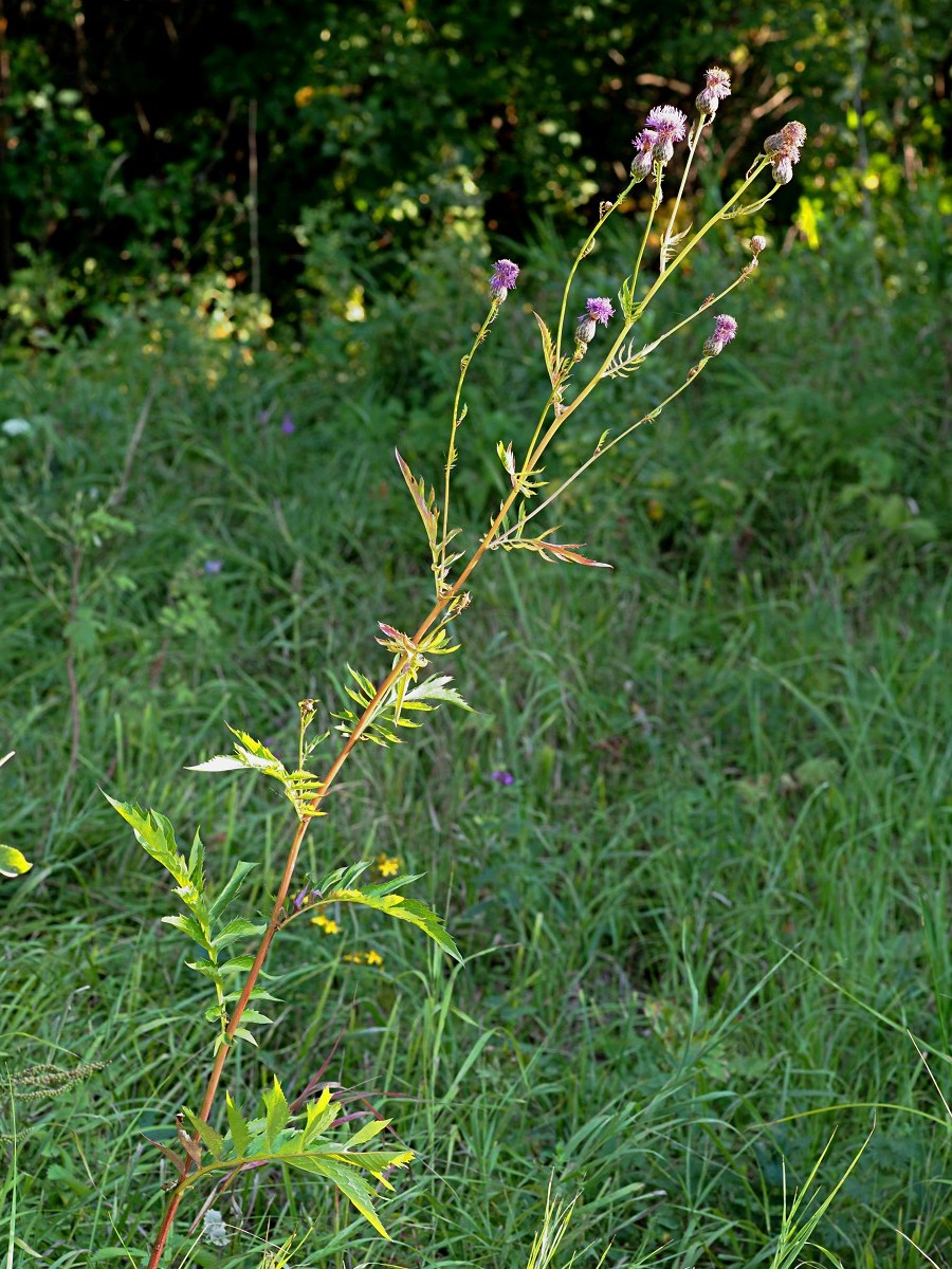 Image of Serratula coronata specimen.