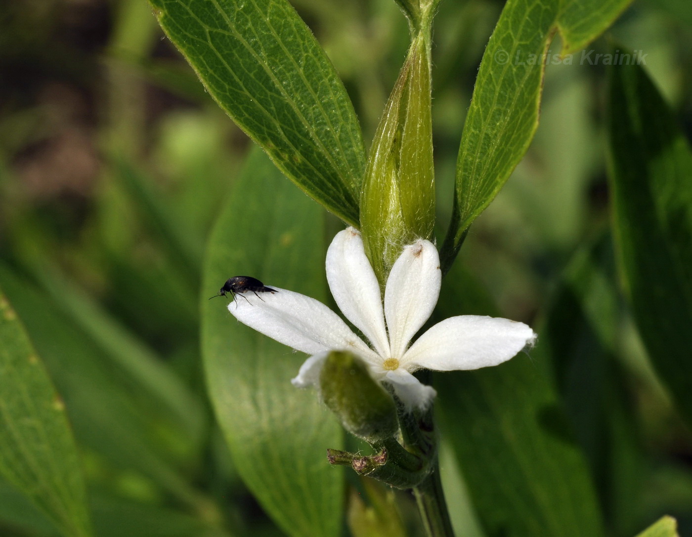 Изображение особи Clematis hexapetala.