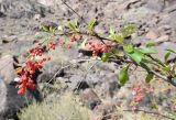 Berberis iliensis. Часть ветви с соплодиями. Казахстан, Алматинская обл., хр. Торайгыр, дол. р. Чарын, тугай. 18 сентября 2021 г.