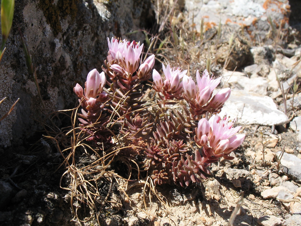 Изображение особи Pseudosedum karatavicum.