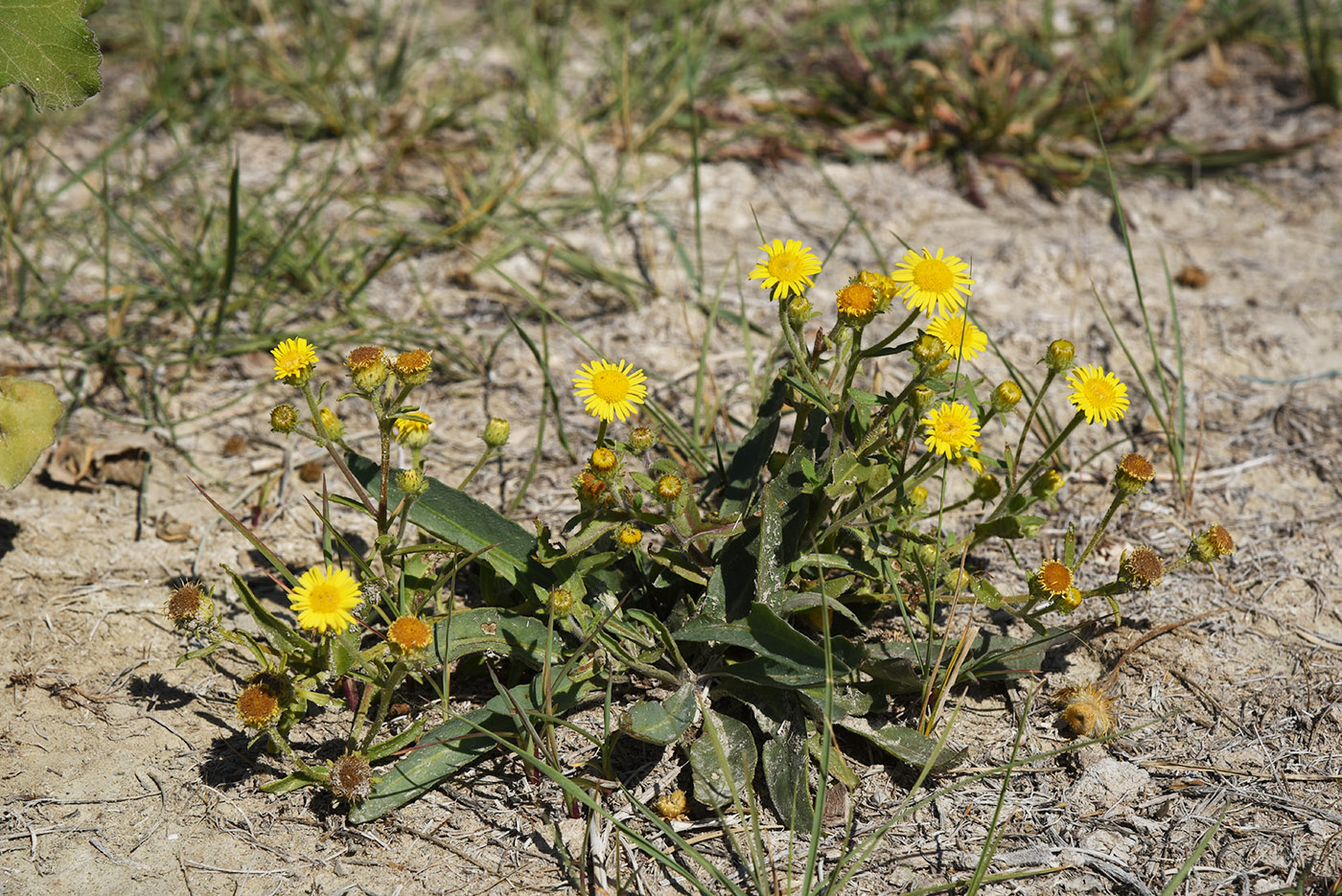 Image of Pulicaria dysenterica specimen.