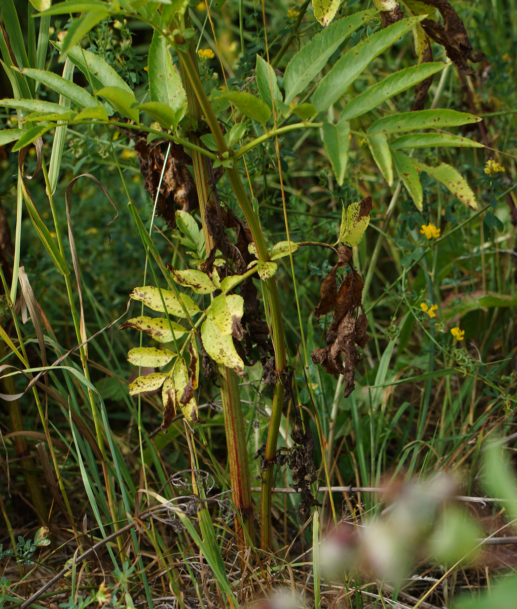 Изображение особи Sambucus ebulus.