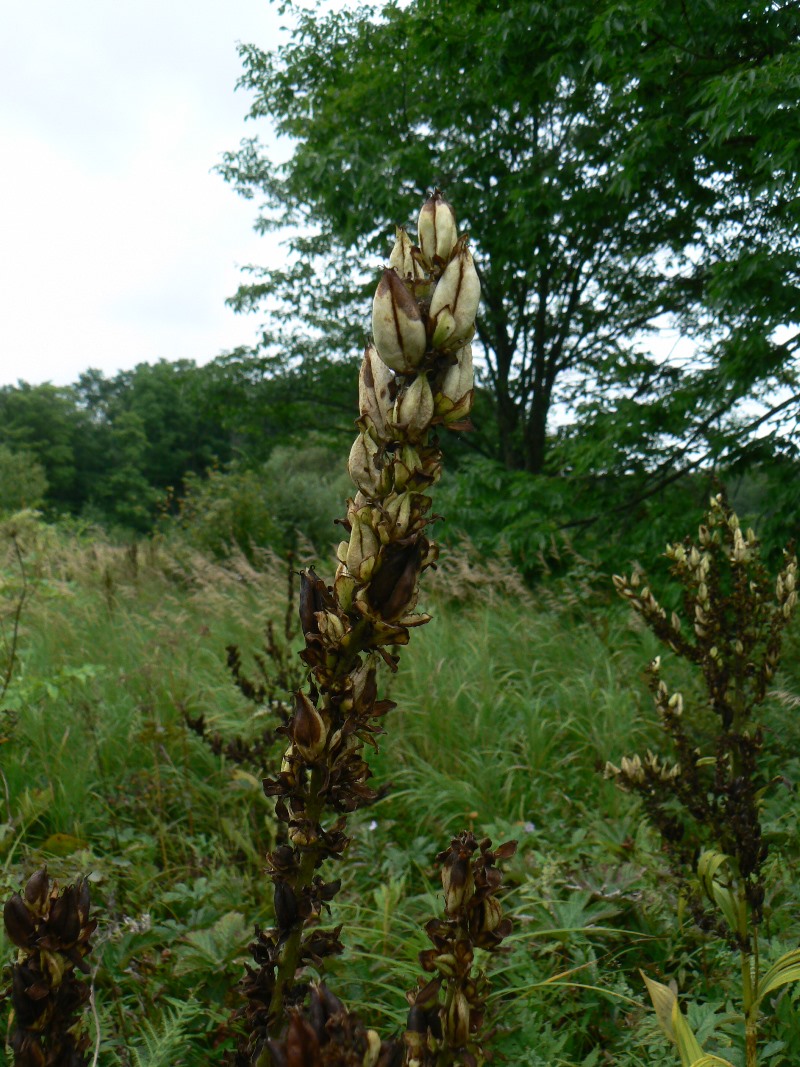 Image of Veratrum dahuricum specimen.