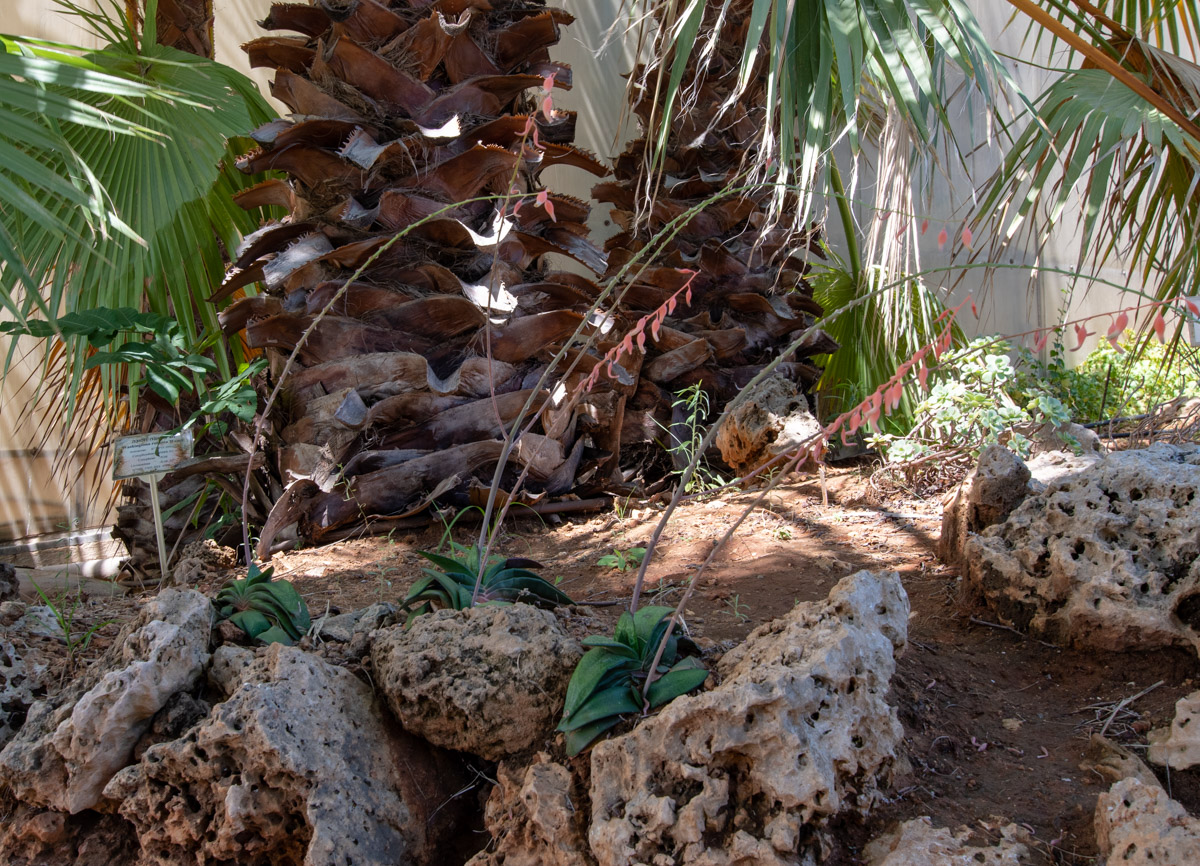 Image of Gasteria obliqua specimen.