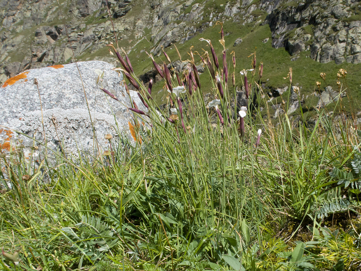 Изображение особи Dianthus cretaceus.