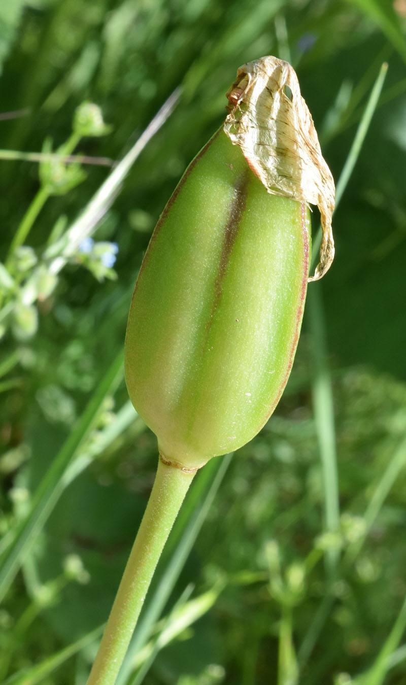 Image of Tulipa ingens specimen.