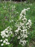 Spiraea crenata