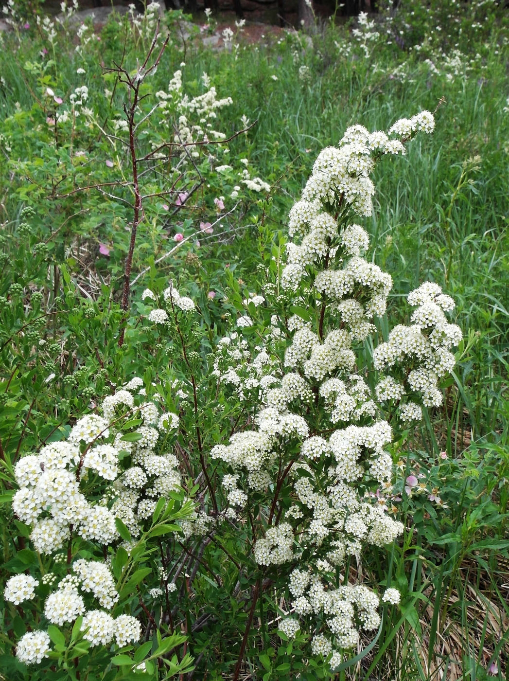 Image of Spiraea crenata specimen.