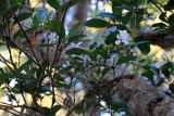 genus Volkameria. Ветвь с цветами и листьями. Мадагаскар, провинция Туамасина, регион Ацинанана, заповедник \"Пальмариум\". 14.10.2016.