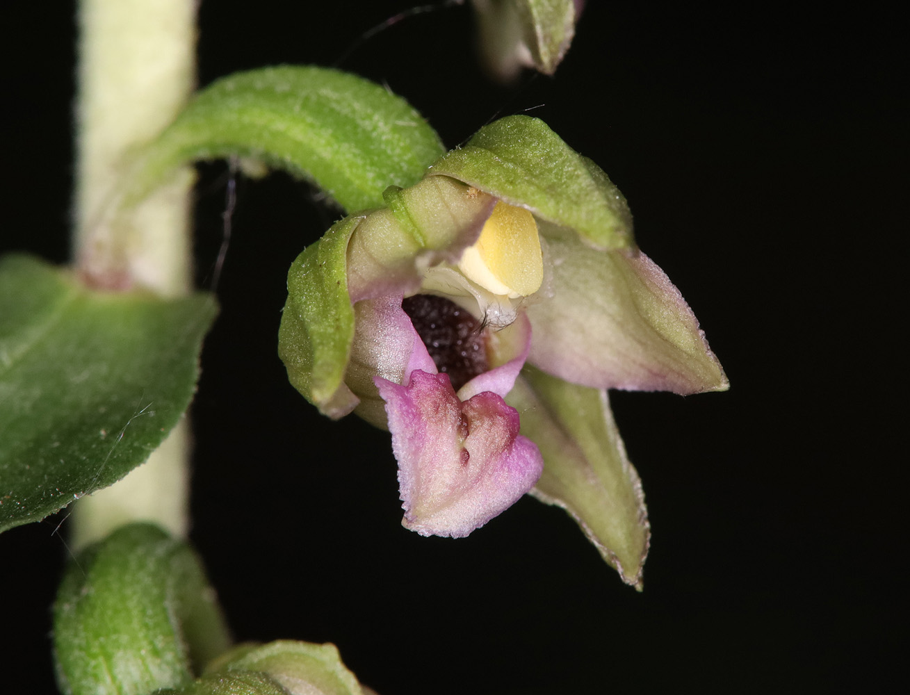 Изображение особи Epipactis helleborine.