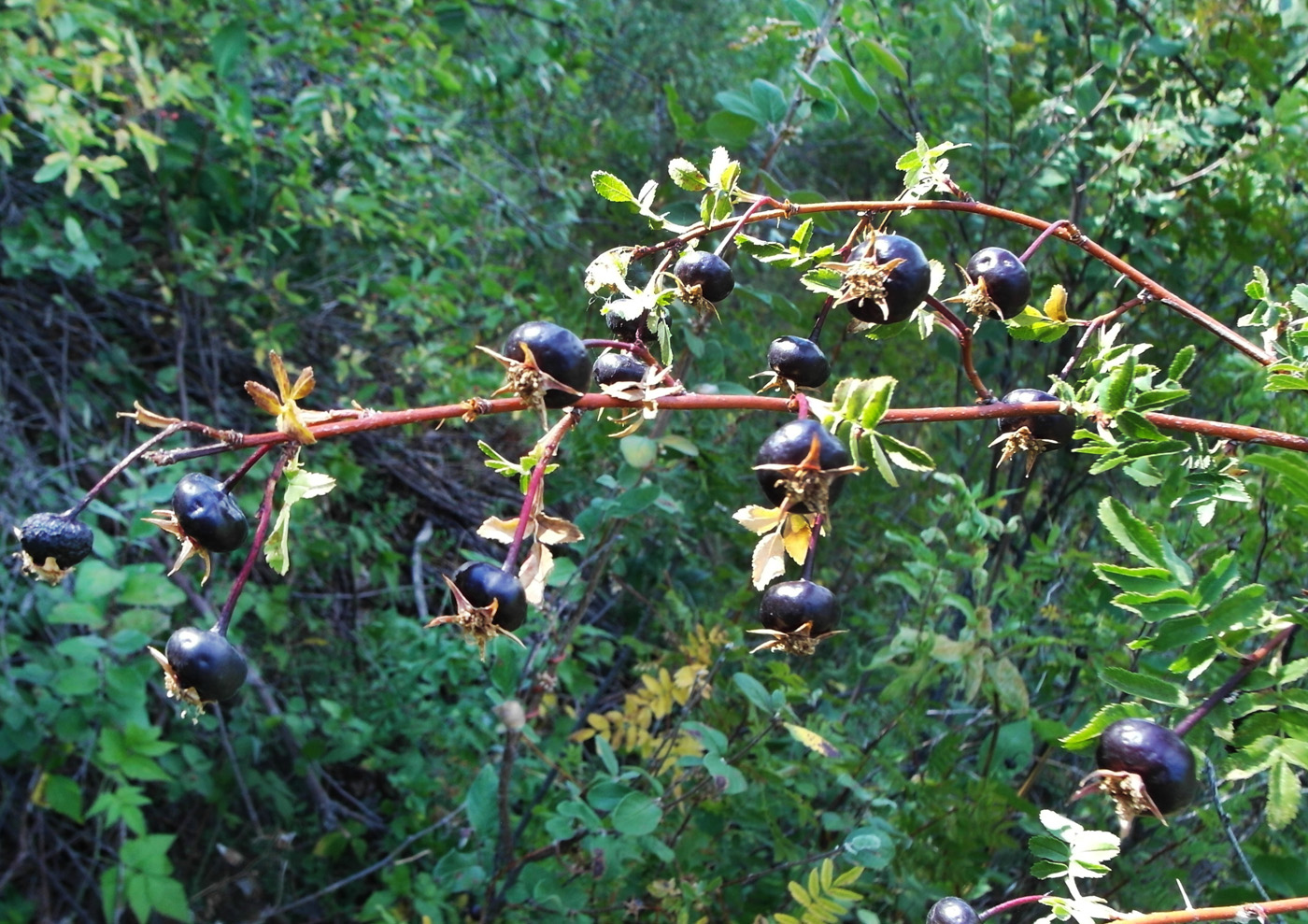 Image of Rosa spinosissima specimen.